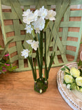 Premade Paper Whites on Bulb